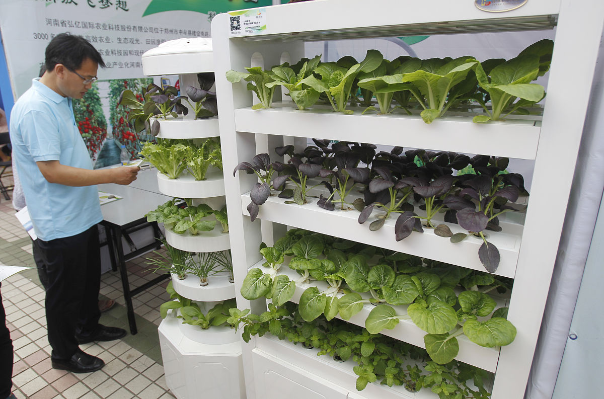 铅笔罐种菜：绿色蔬菜晒太阳，健康美味即将收获