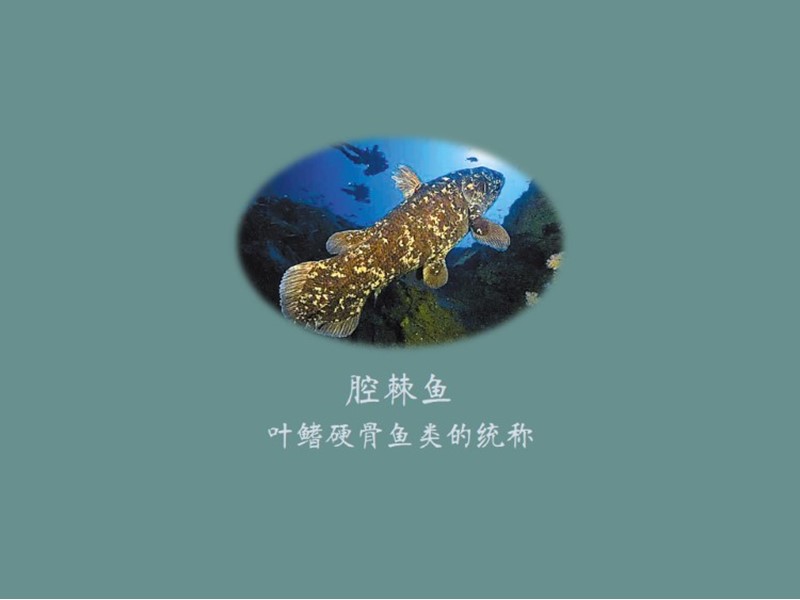 腔棘鱼:腔棘目一些叶鳍硬骨鱼类的统称