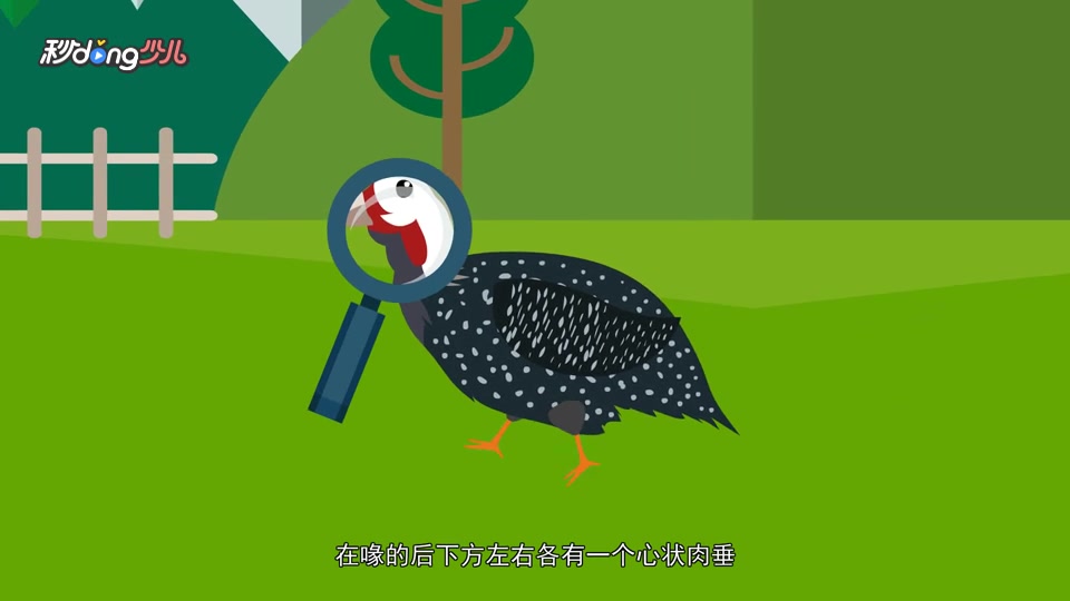 珍珠鸡与火鸡的区别