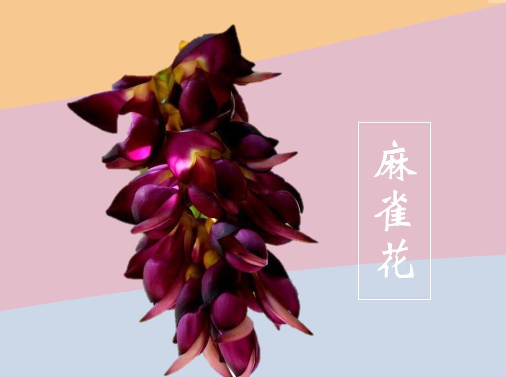 原来麻雀花长这样