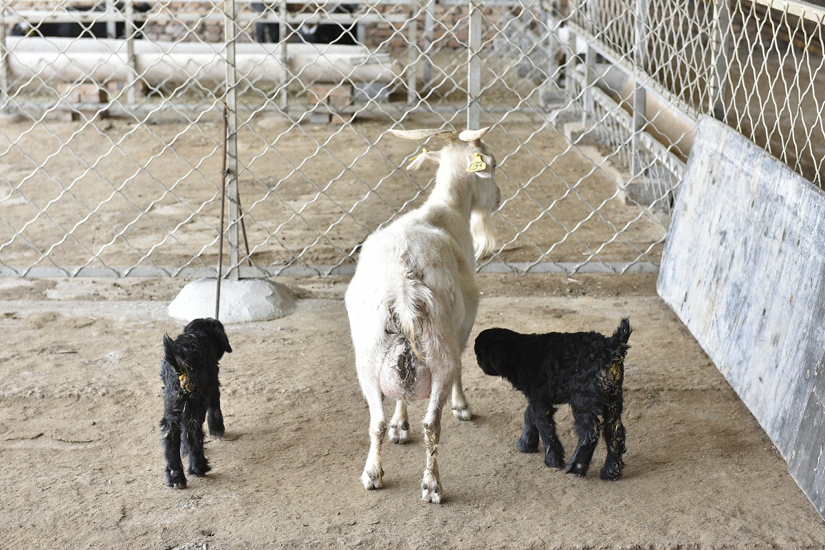 畜牧兽医专业就业前景