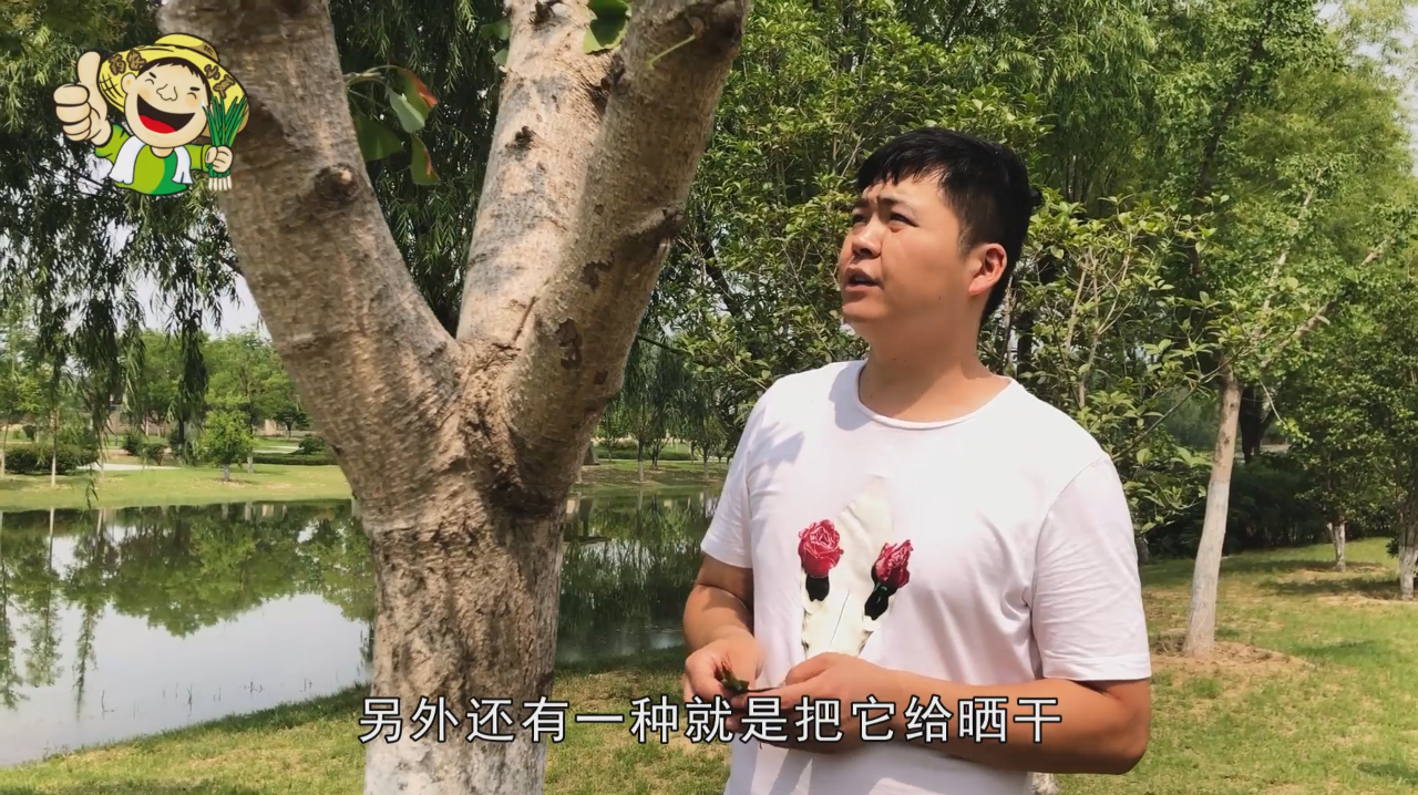银杏树上的叶子和果实尽然都是中药材,小夏就给大家普及一下知识