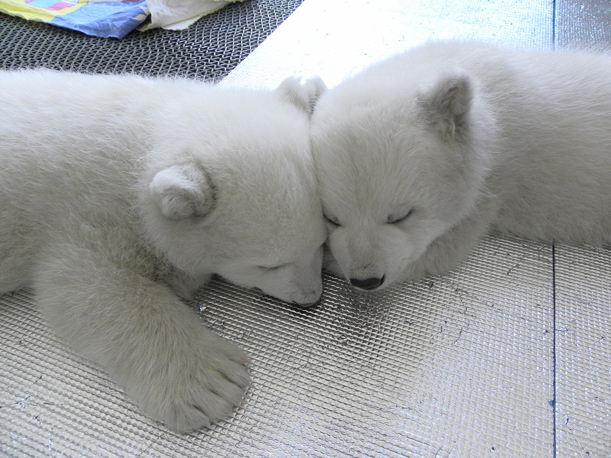 龙凤胎取名大全：寓意深刻内涵丰富的双胞胎名字