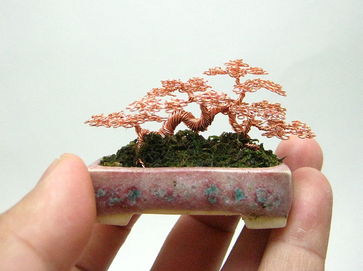 2013年4月8日消息(具体拍摄时间不详),美国加州39岁的盆栽爱好者肯·