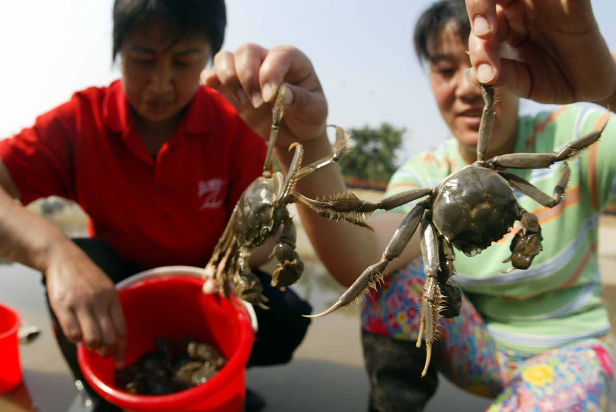 母爱如潮：为我剥蟹的母亲
