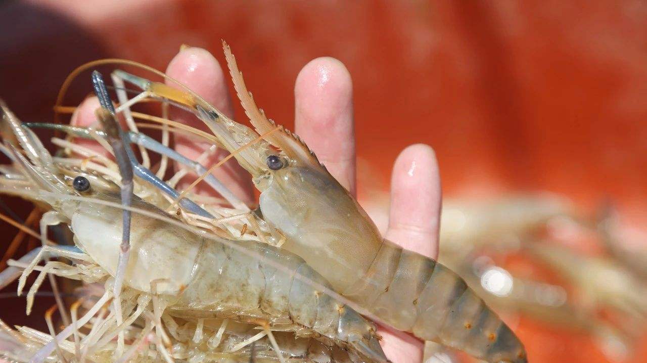 吃了半辈子的虾,这种做法太好吃了,鲜美入味,下酒一级棒!