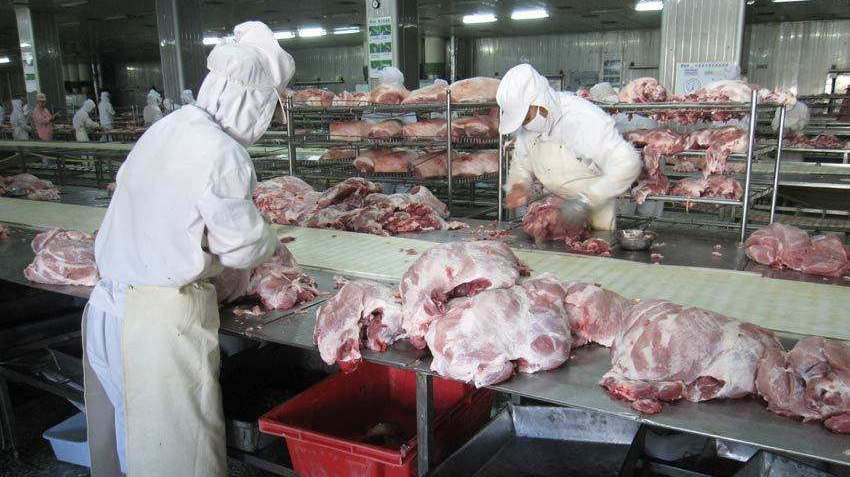 病死的猪都去了哪里?会被做成“火腿肠”卖掉吗?今天总算知道了