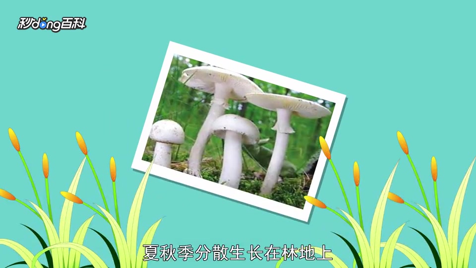 原来白毒鹅膏菌长这样