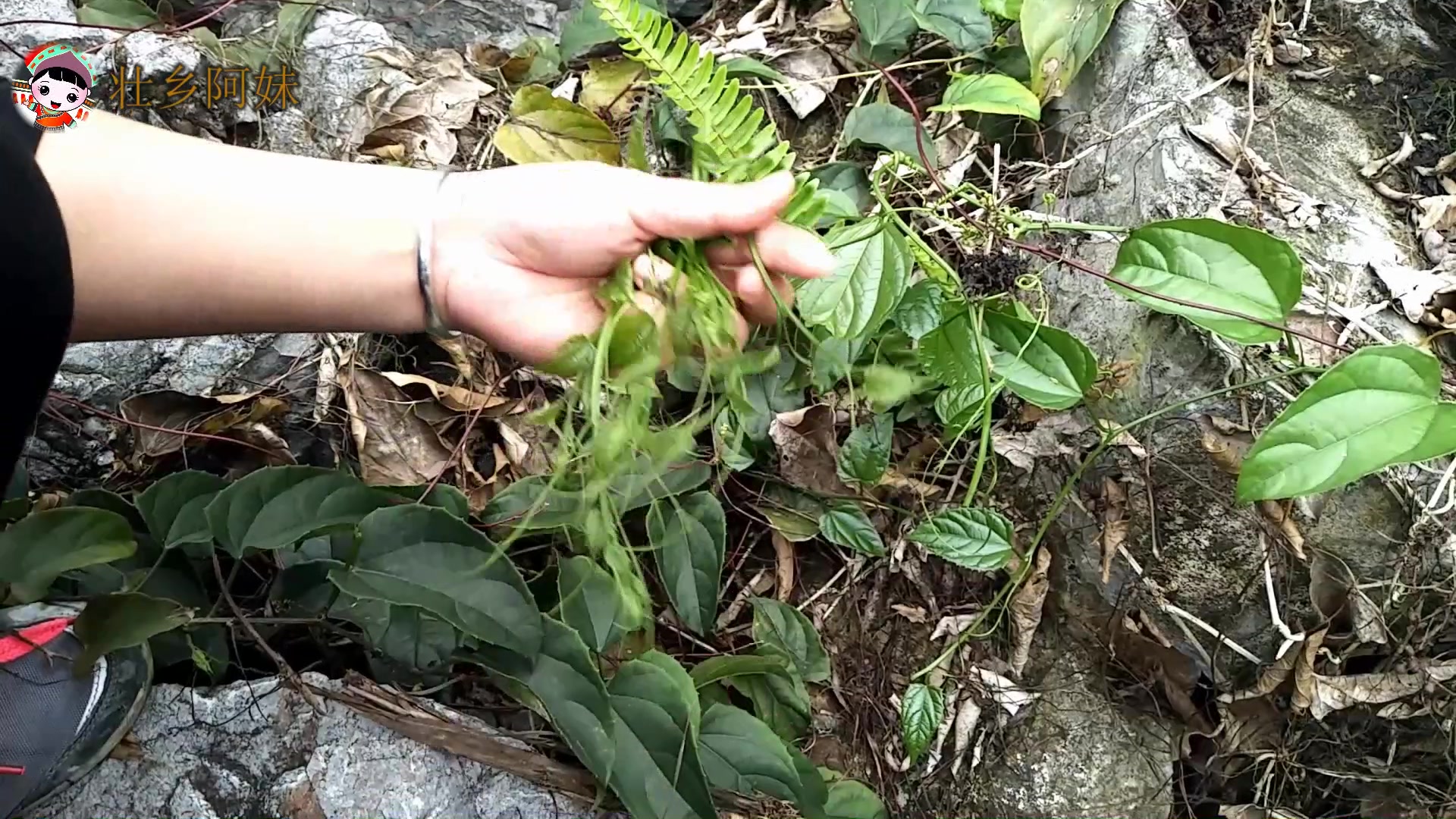 在广西的农村,它被誉为“山菜之王”吃的人很多,但不知道叫什么