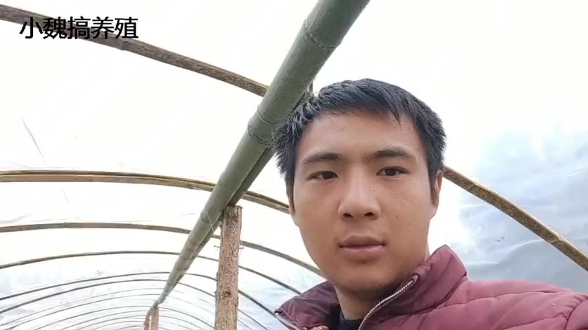 农村小伙搞养殖,第二批鸡苗已经到了,看小伙给它吃什么药