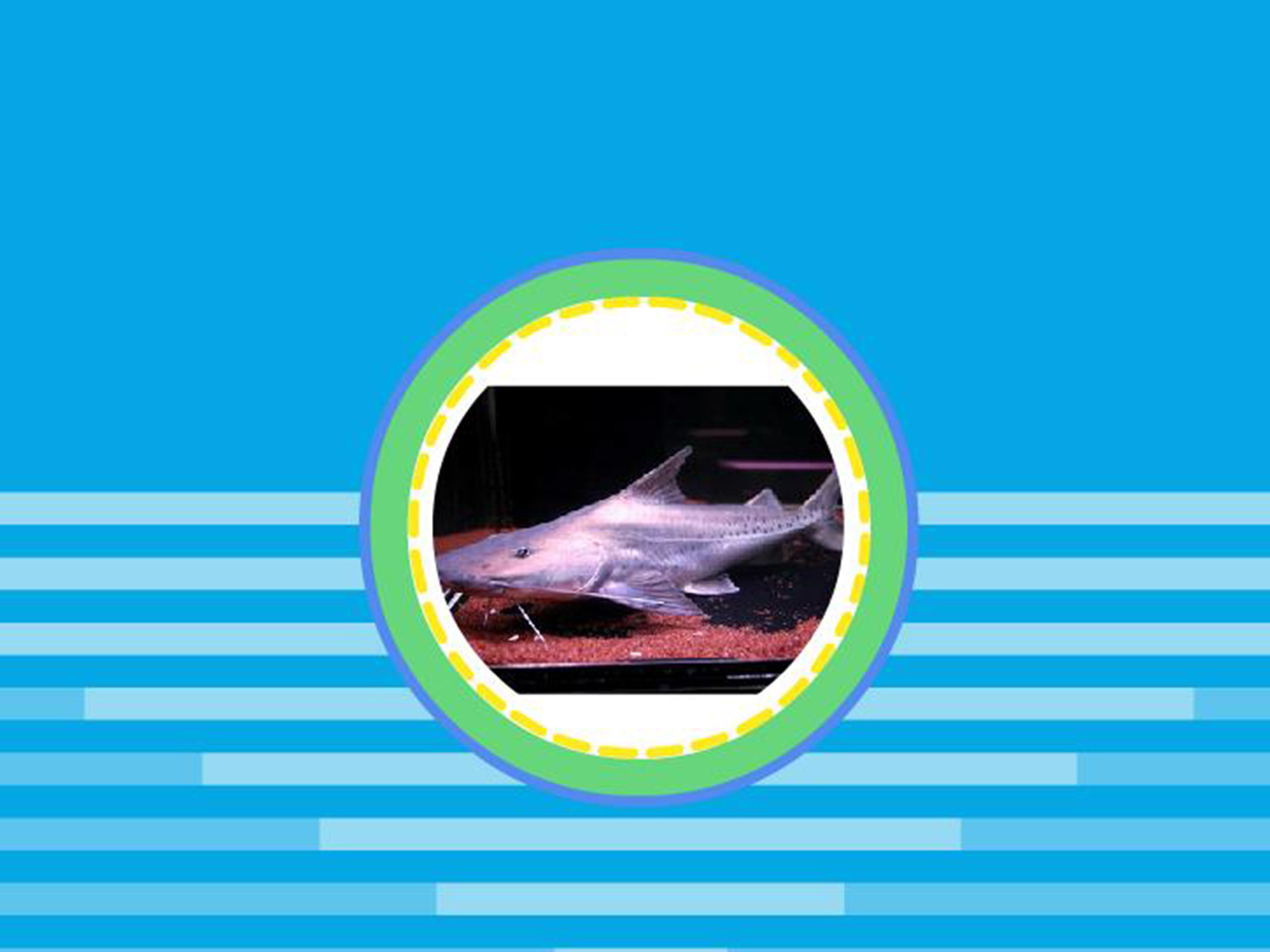 撒旦鸭嘴:为鲇型目,油鲇科