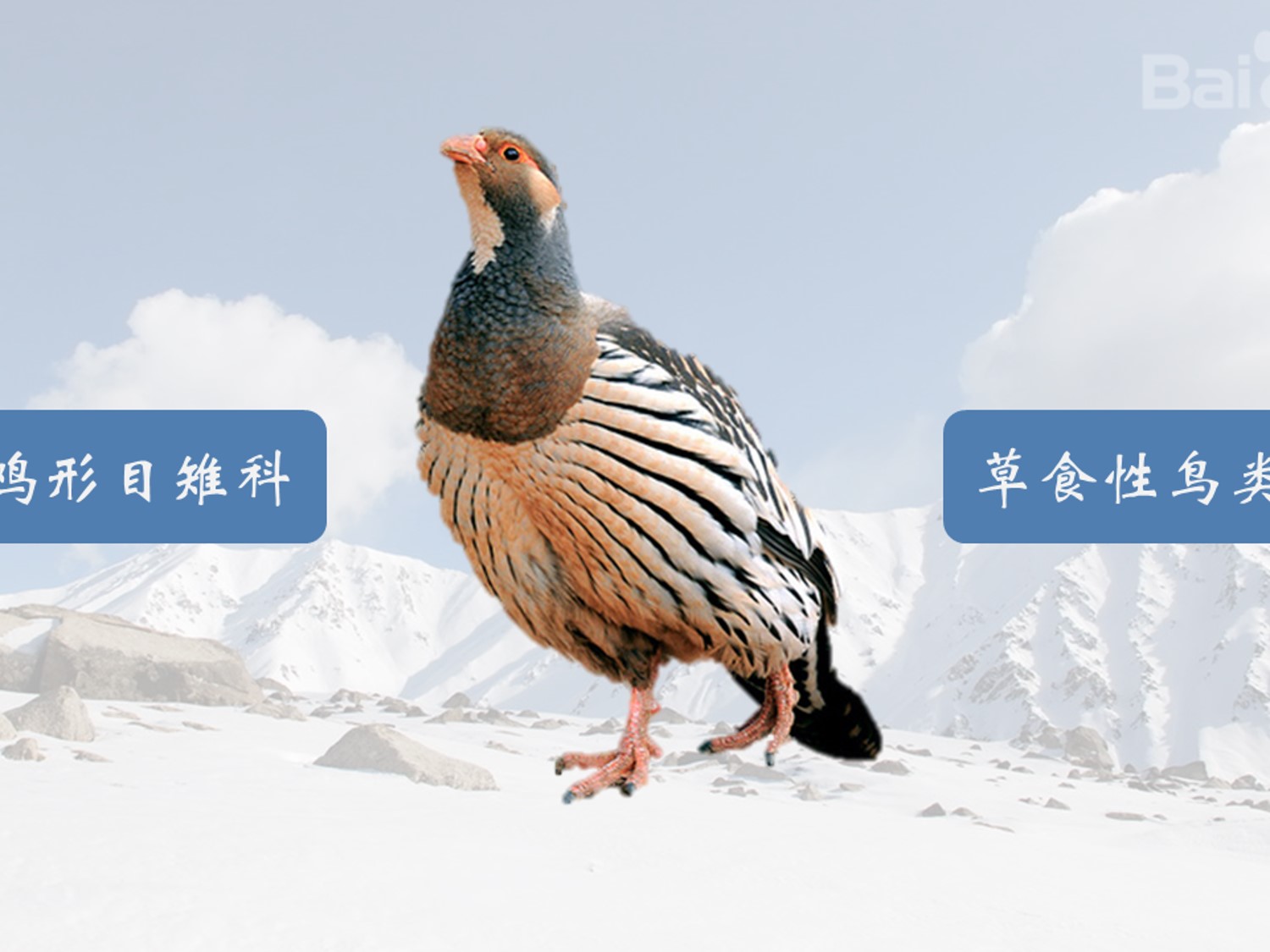 天山雪鸡:属雉科,草食性鸟类