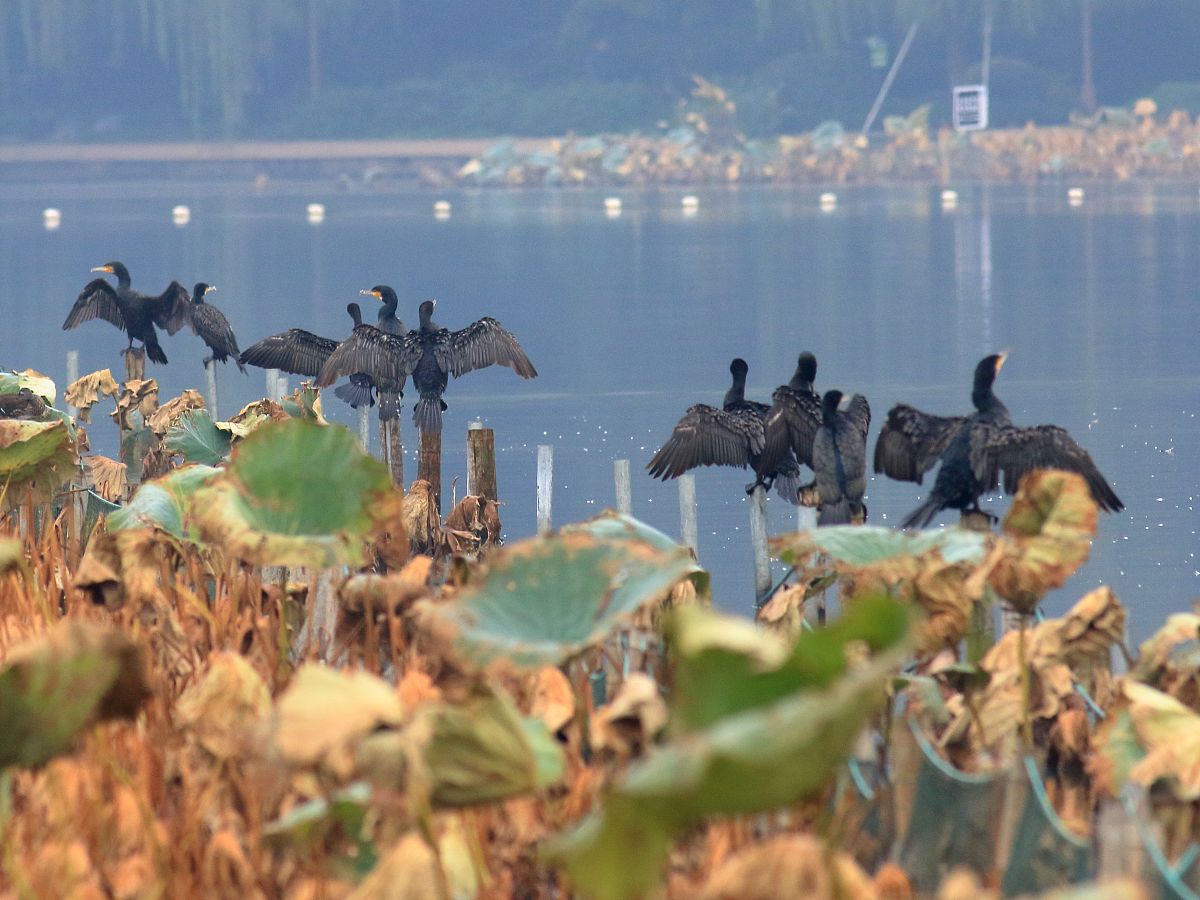 杭州西湖迎来“老朋友”鸬鹚，金秋时节捕鱼悠闲