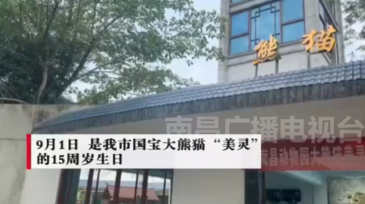 大熊猫“美灵”15岁啦!南昌动物园送上“生日蛋糕”