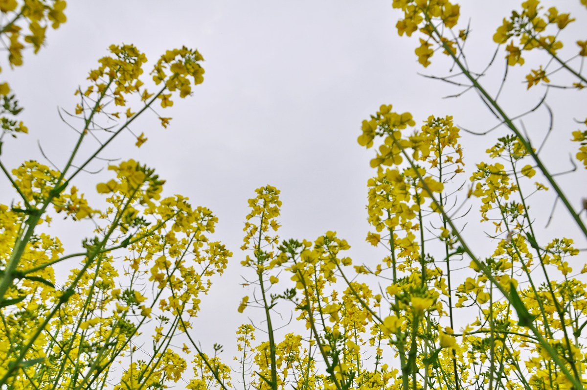 帮我写一首关于春天的诗句