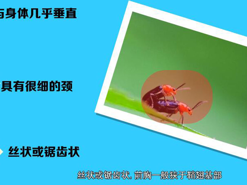 红头芫青:一种广泛分布的昆虫