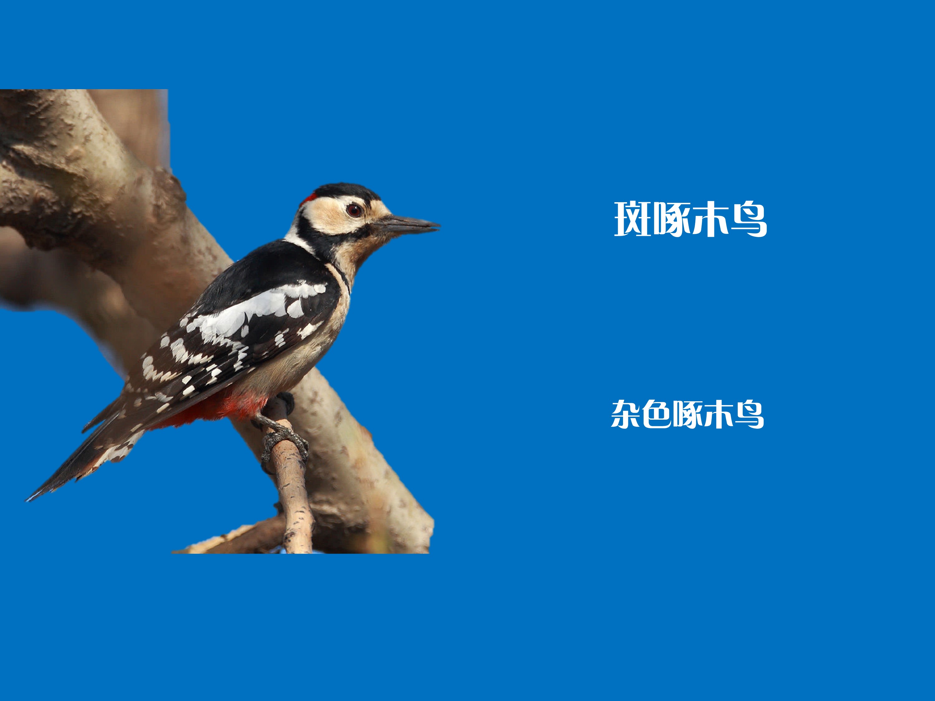 斑啄木鸟:具有黑背、白肩、红色尾下覆羽和白色翼斑的杂色啄木鸟