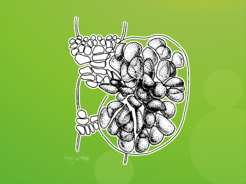 原来泰氏仙菜长这样
