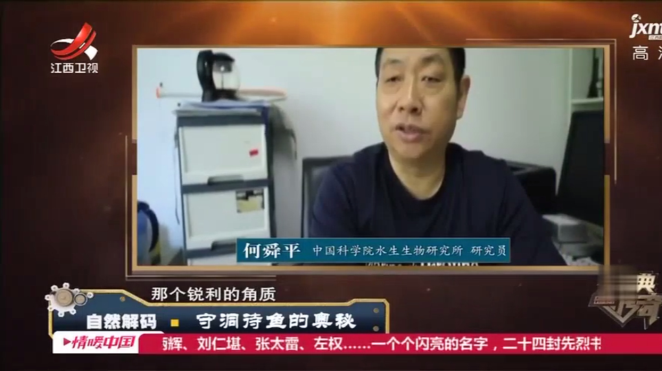 泉洞冒出的阳鱼属于什么物种?特征明显,专家立马给出了答案