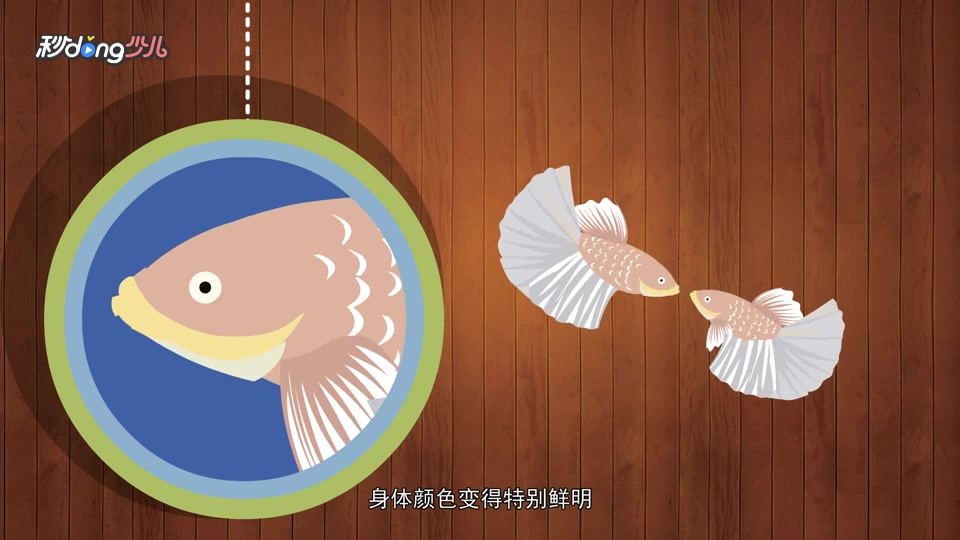 斗鱼如何求爱