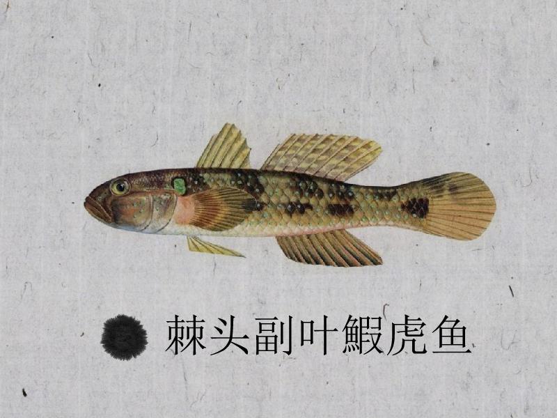 原来棘头副叶鰕虎鱼长这样