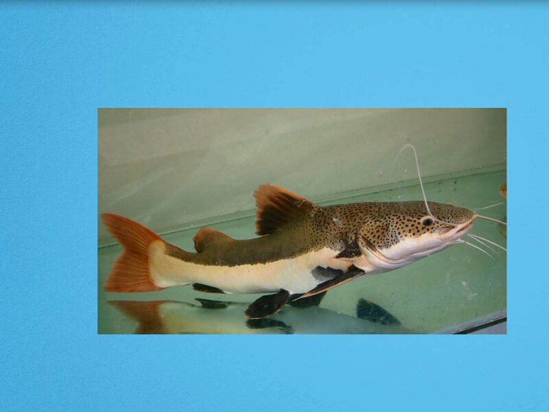 红尾鲶:是一种常见的观赏性鱼类