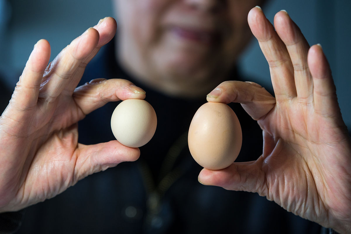鸡蛋真假如何区分？