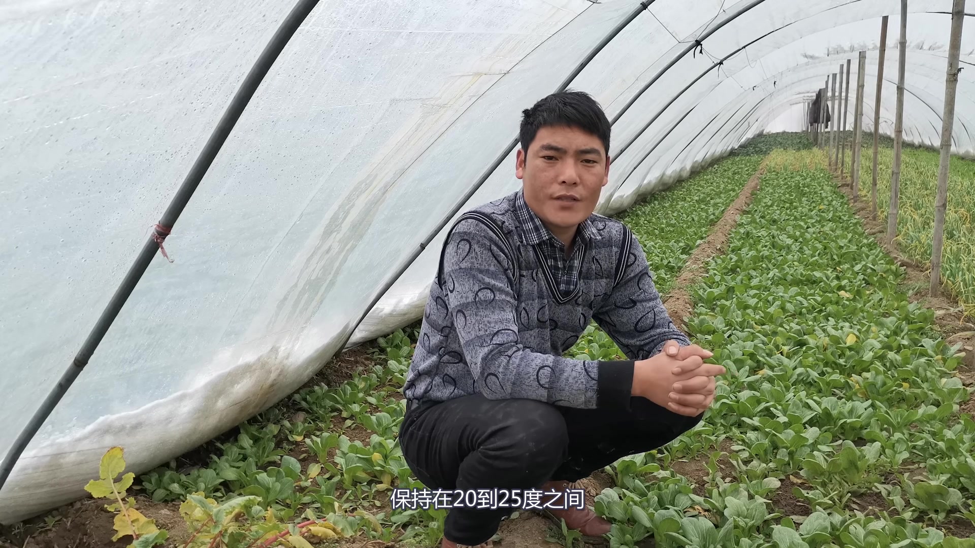 大棚种植小青菜,如何种植和管理,一起来学习一下吧