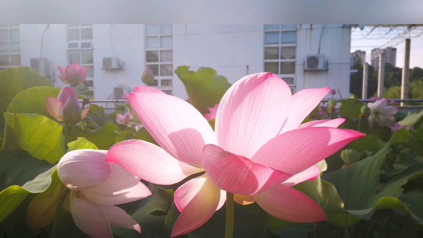 清晨欣赏一下学校的风景,有荷花池,还有科普教育基地,涨知识了
