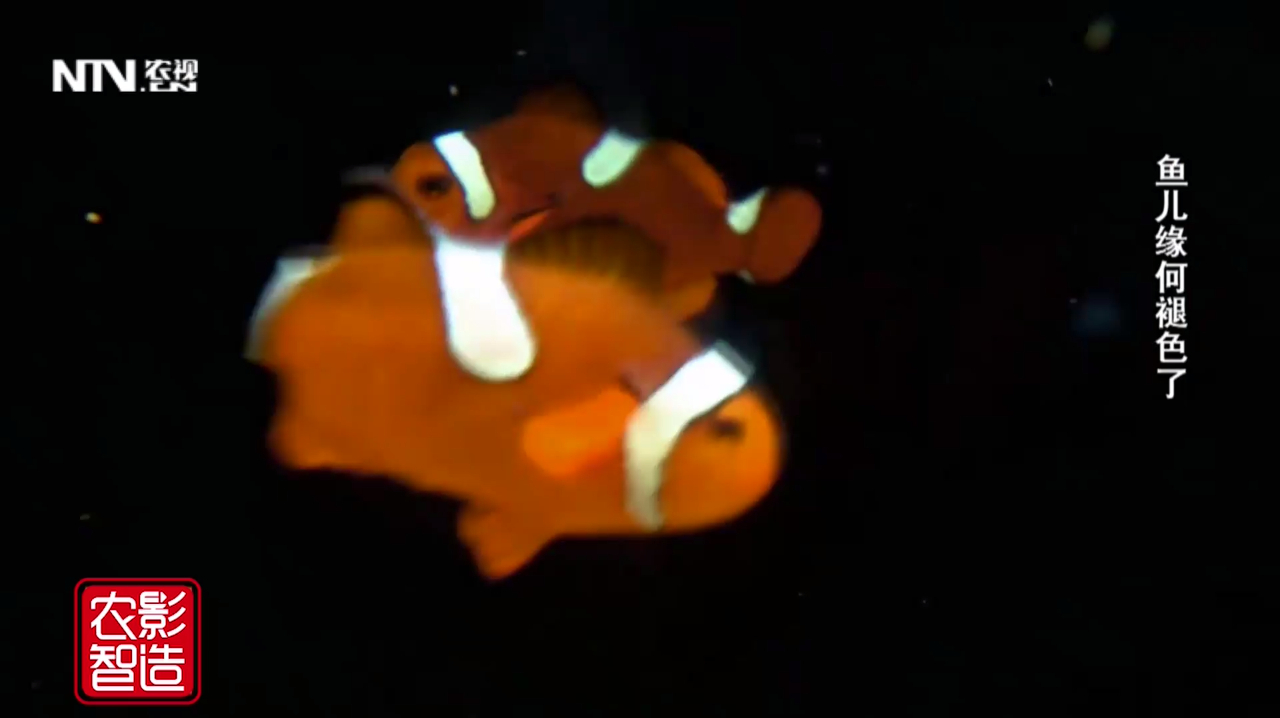 小丑鱼为啥养着养着就褪色了?这种食谱能让颜色艳起来!