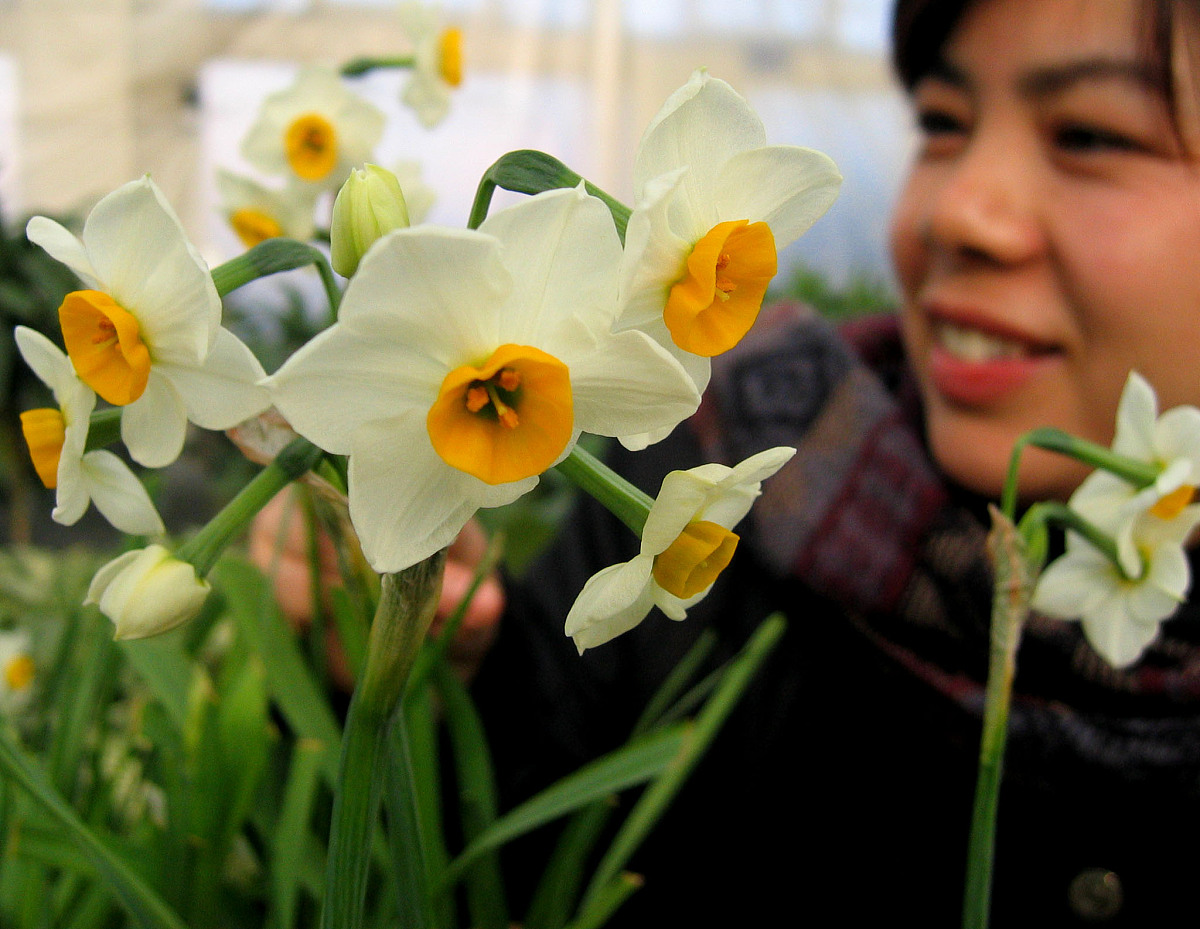 漳州水仙花：种植、特征与花期