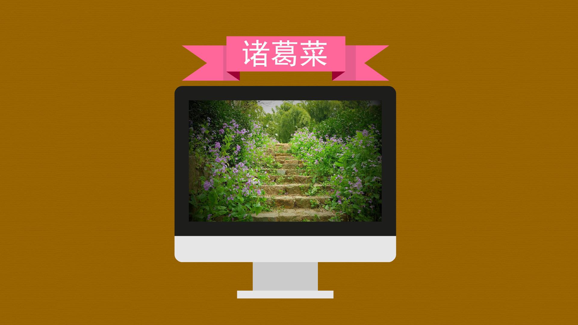 原来诸葛菜(原变种)长这样