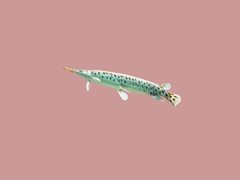 长吻雀鳝:别名尖尾雀鳝、长吻鳄鱼火箭、鸭嘴鳄