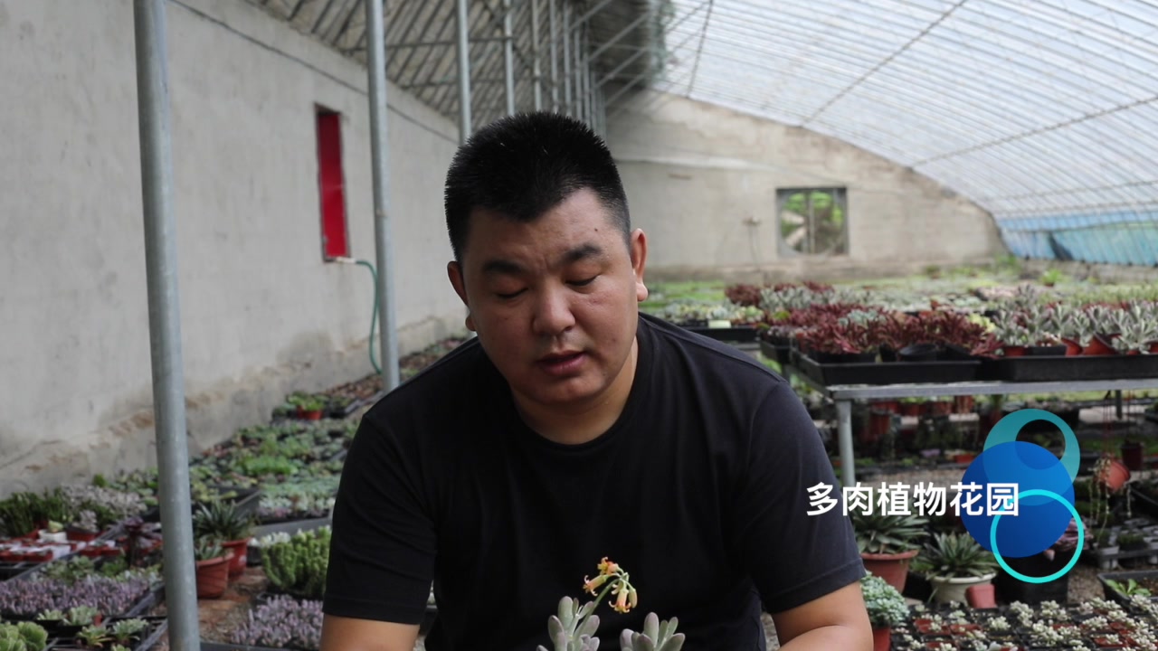景天科多肉植物开花怎么办,听听小伙怎么说