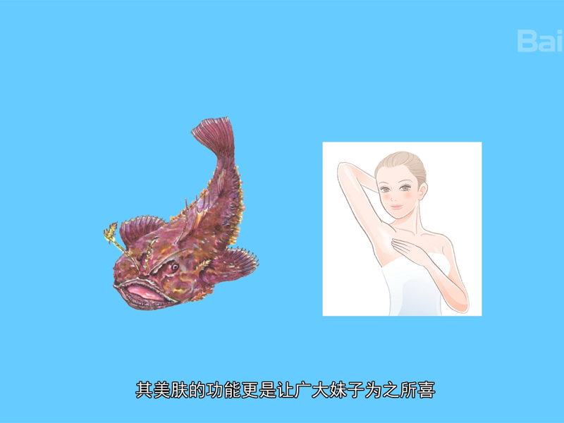鮟鱇:俗称结巴(jiébā)鱼、哈蟆鱼、海哈蟆、琵琶鱼等
