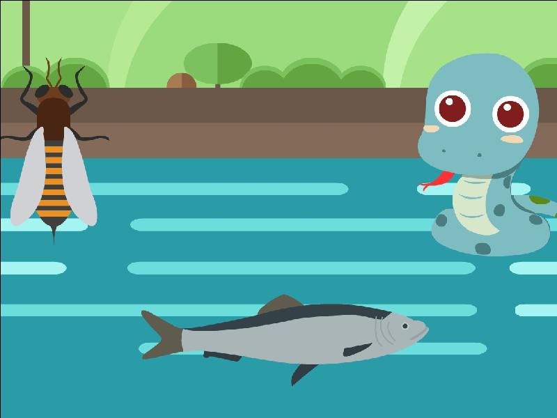 成年美洲肺鱼咬人吗?