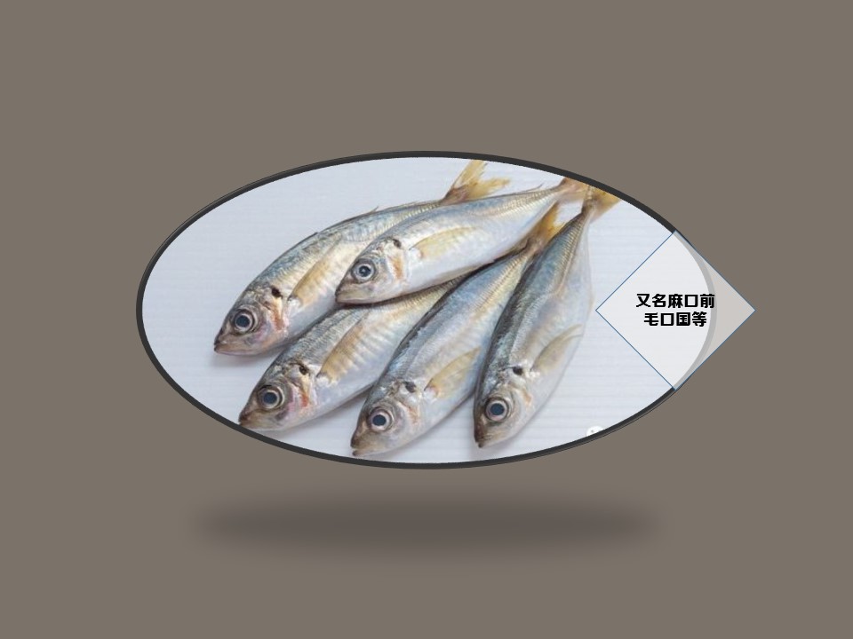 黄鲫子鱼:俗名麻口前、毛口国、黄鰶、鸡毛鳓