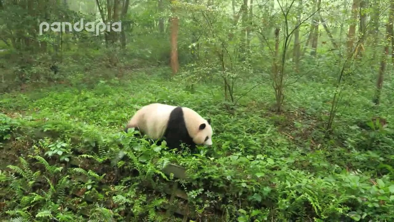 这么大只的熊猫,长得太肥了,还是熊猫小的时候可爱