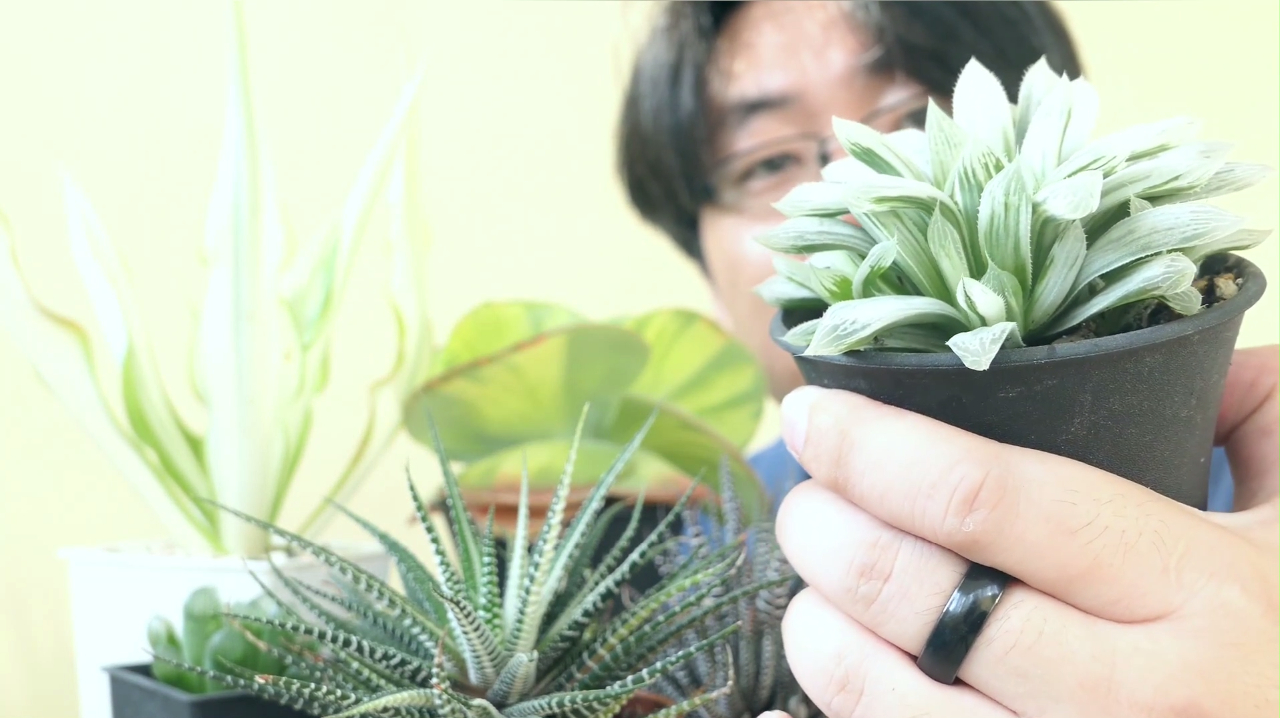 多肉新手必看之什么是多肉锦?出锦竟然有假的?