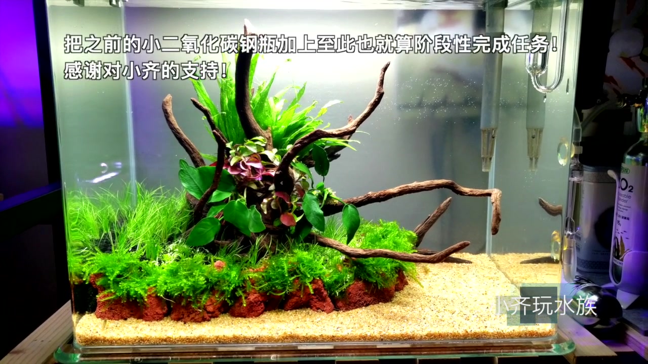 一步步草缸造景-简单的40*33*30小缸杜鹃根造景