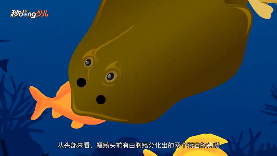 蝠鲼和鳐鱼的区别