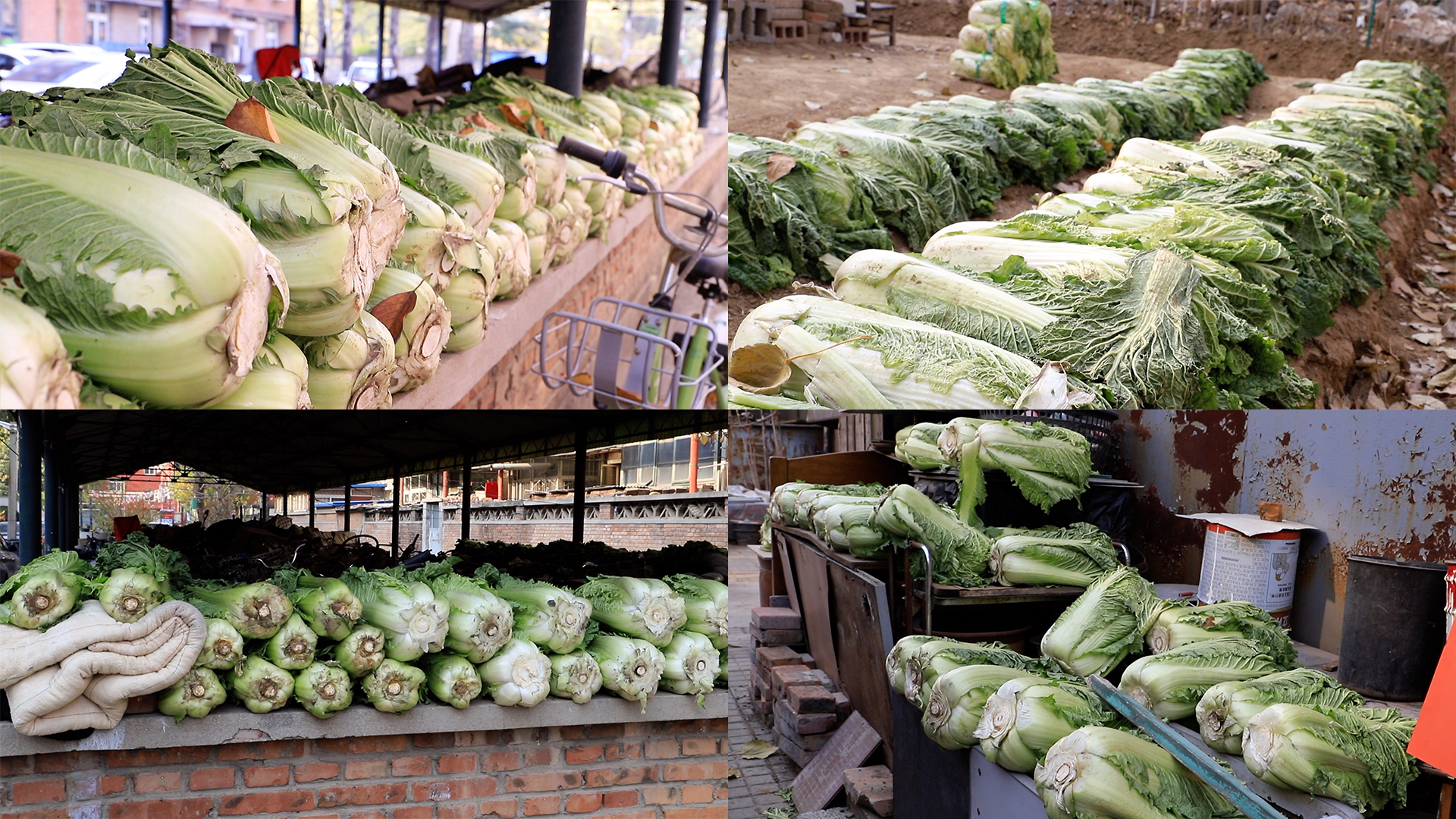 十面埋菜!北方大爷硬核囤白菜后续:搁进地窖能吃到明年五一