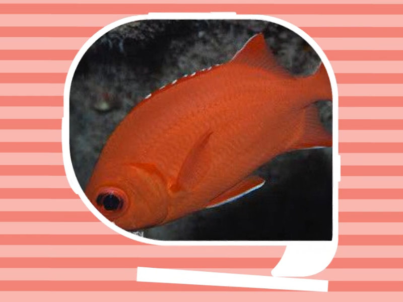 原来无斑锯鳞鱼长这样