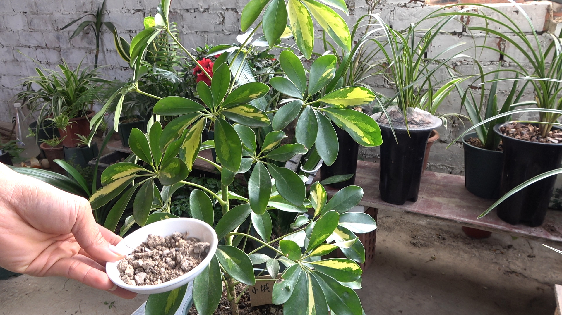 鸭掌木枝繁叶茂,就因土里埋点“它”,肥料都不用买