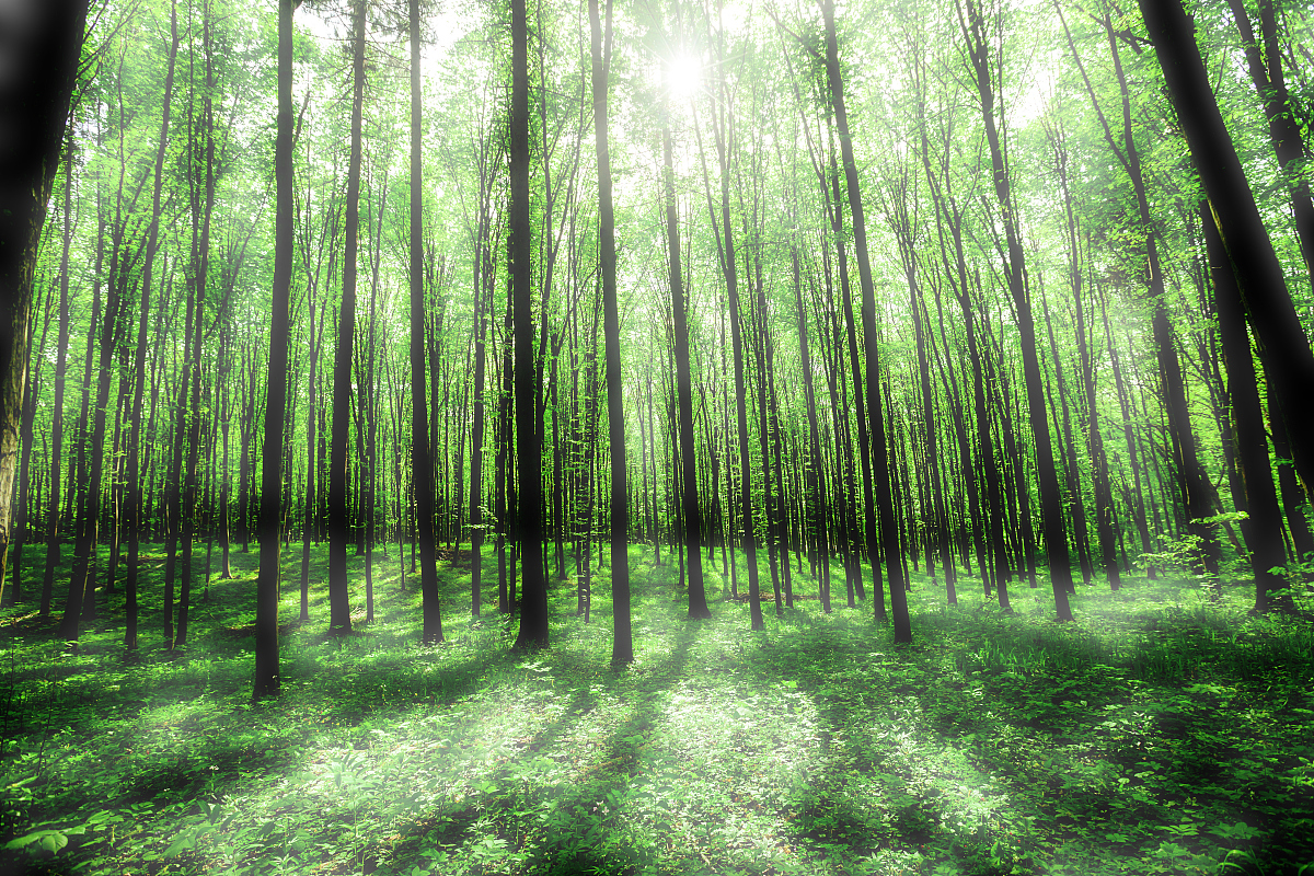 NEW FORESTS期刊的介绍？