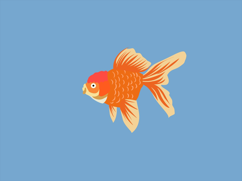 金鱼为什么睁着眼睛睡觉?