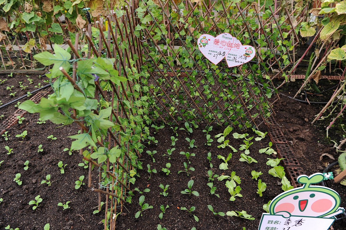 一块三角形菜地的面积是0.25公顷