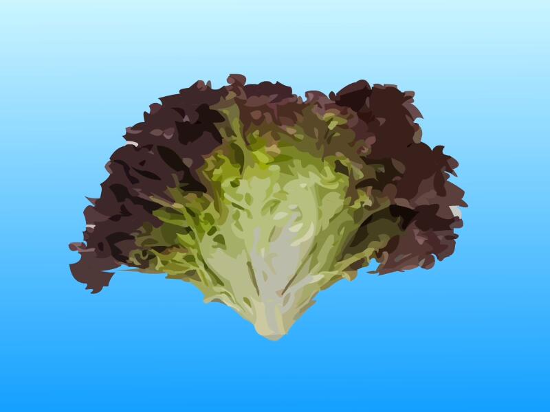 紫叶生菜:即叶用莴苣