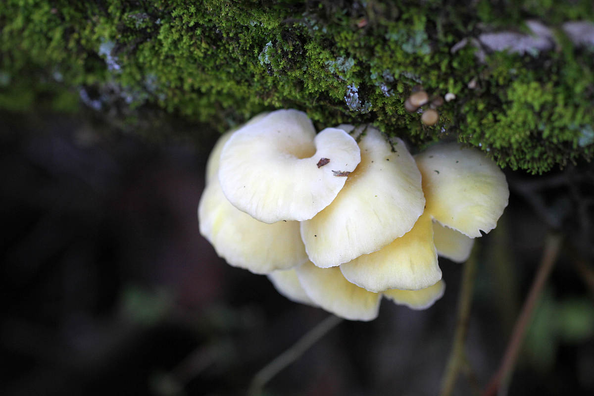 肾虚是不可逆损伤吗肾虚可以是可逆损伤也可以是不可逆损伤具体取决于病情严重程度及及时治疗。在肾虚早期通过改变饮食习惯、加强锻炼、调整工作生活节奏等方法可以帮助恢复肾脏健康。但若已经进展到肾功能不全或肾衰竭的阶段就需要进行必要的医学治疗和肾脏替代治疗可能需要透析或肾移植等手段来维持生命此时肾虚就是不可逆损伤。因此对于肾虚的患者应该及早发现、及时治疗以避免病情进一步恶化。我说的是中医的肾虚