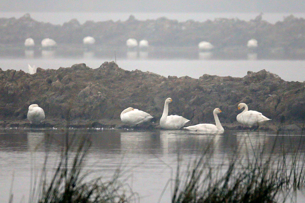 分析博物馆免费的利与弊